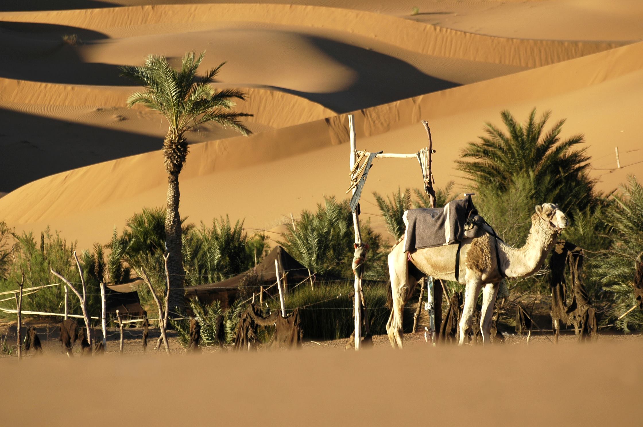 Desert de Merzouga, Maroc